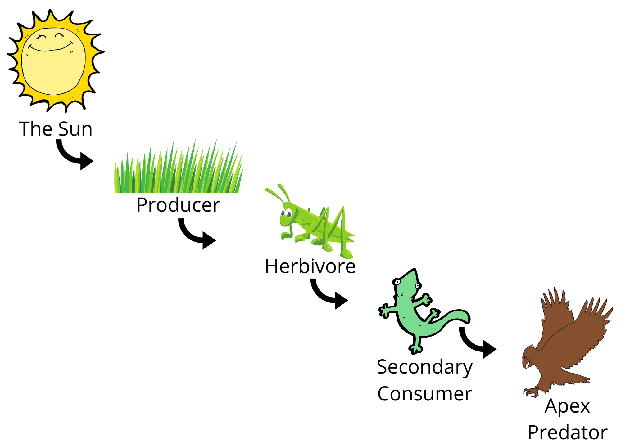 food-chain-examples